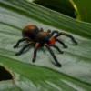 RC-INFARED-TARANTULA-ON-LEAF
