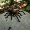 RC-INFARED-TARANTULA-ON-ROCK